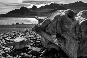 photo of whale scull bone overlooking a Fjord in Iceland