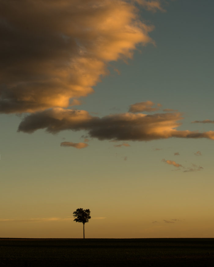 a lone tree in an open field with cloud above at sunset